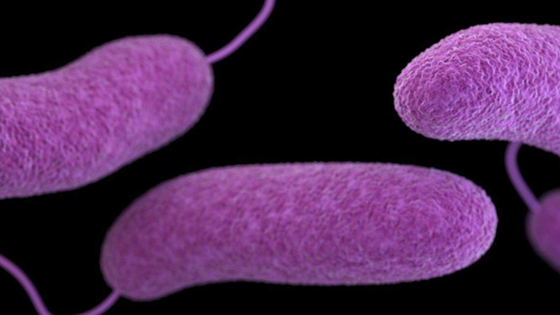 A microscopic image of the Vibrio bacteria commonly known referred to as “flesh-eating bacteria.”