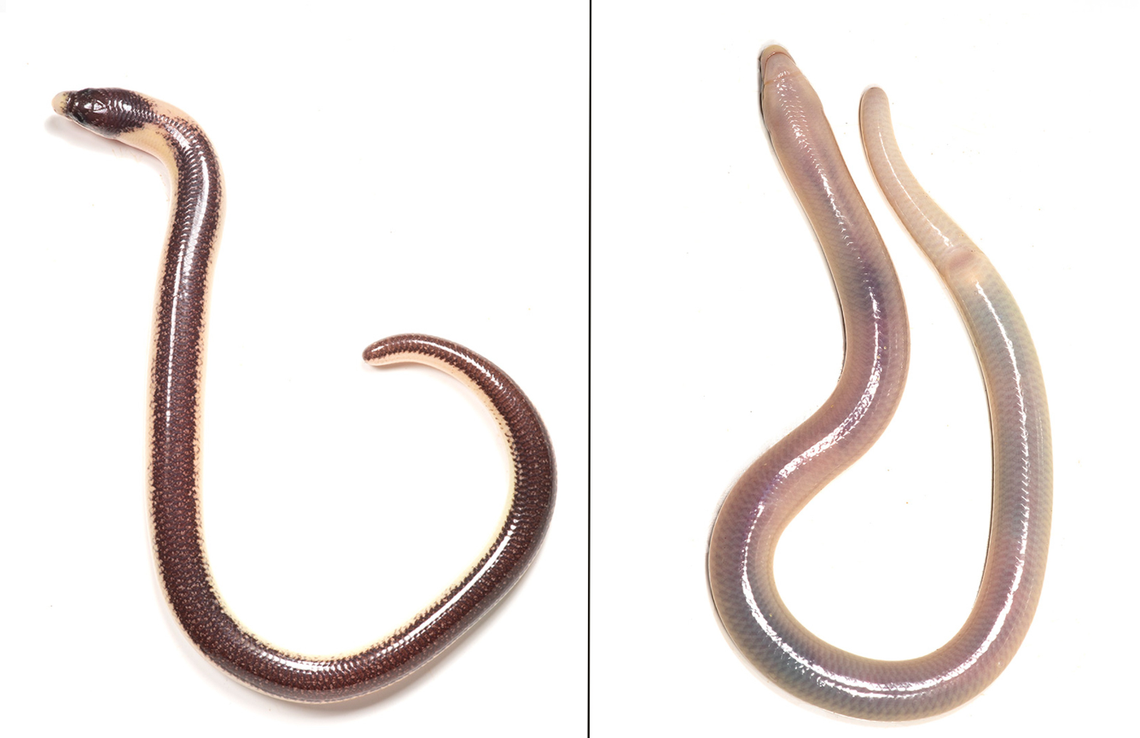 An Acontias mukwando, or Serra da Neve lance-skink, as seen from above and below.