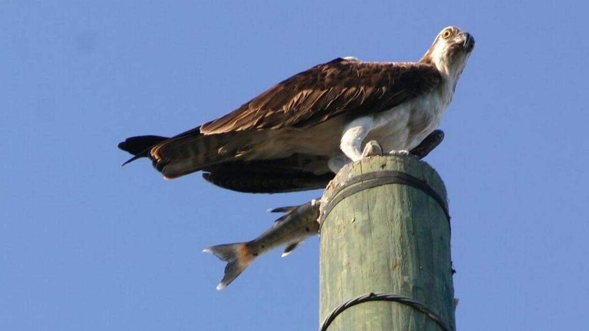 An osprey feeds on a barracuda off the coast of Key Largo.