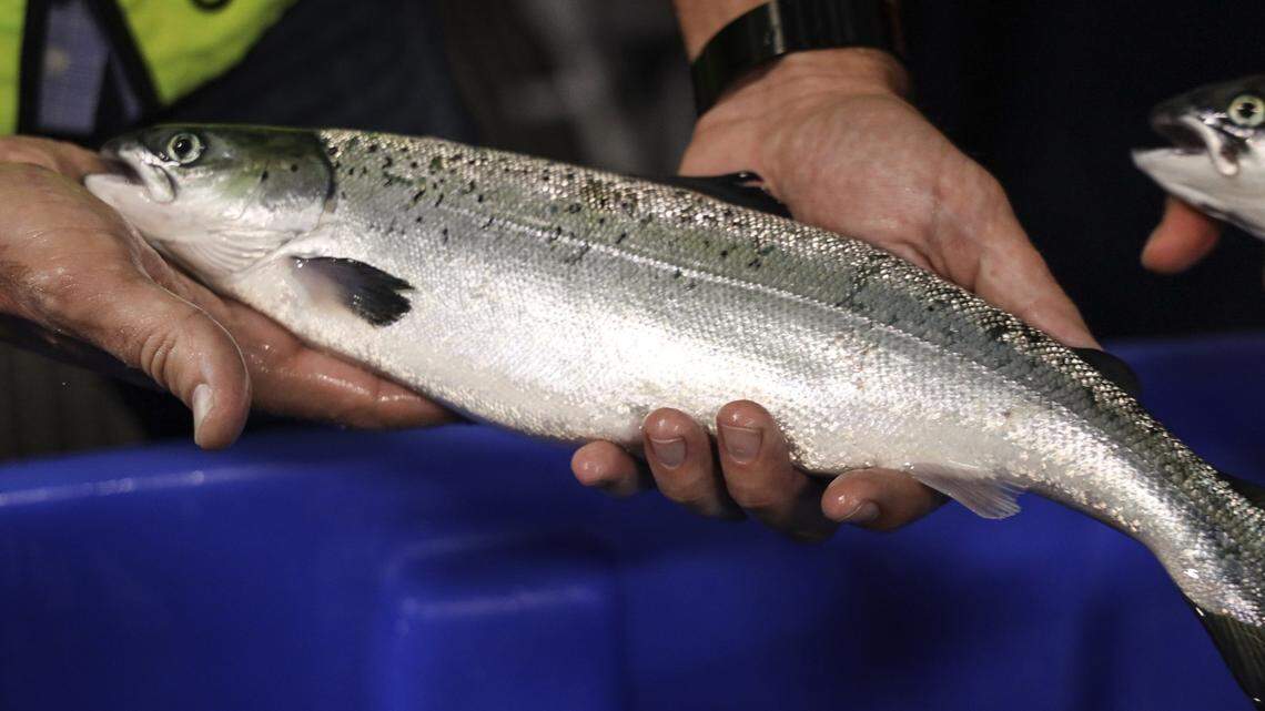 Johan Andreassen, CEO of Atlantic Sapphire, holds a salmon pull out of one of its 36 tanks of Atlantic Sapphire, one of the world’s largest land-based salmon farms, that is under development in the Homestead area where 2.5 million salmon are being spawned and harvested at the facility and due to be complete Phrase 1 in July, 2020.