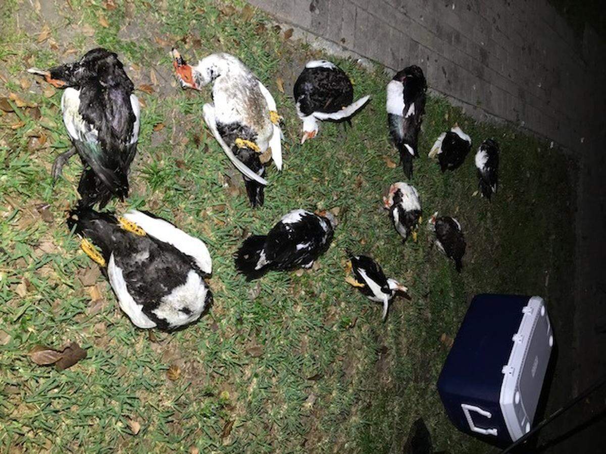 Una de las imágenes de los patos muertos en Coral Reef Park.