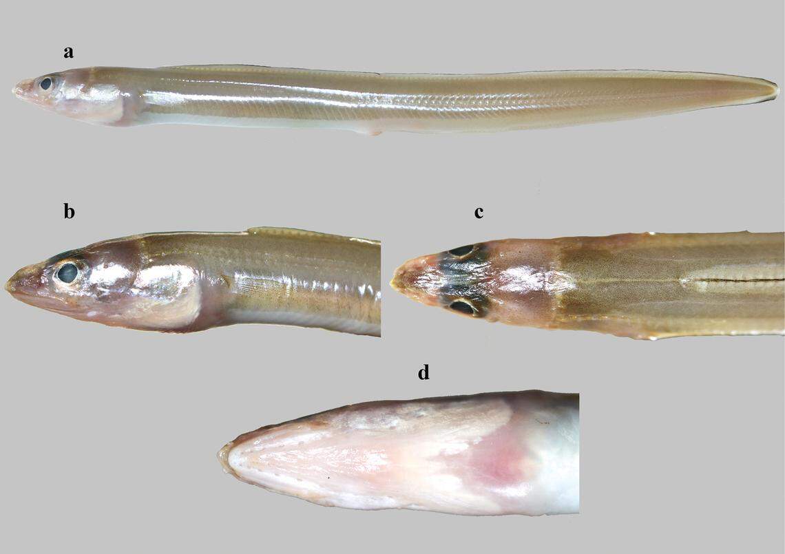 The new species is likely widespread throughout the Indian Ocean, but scientists said it is rare to catch.