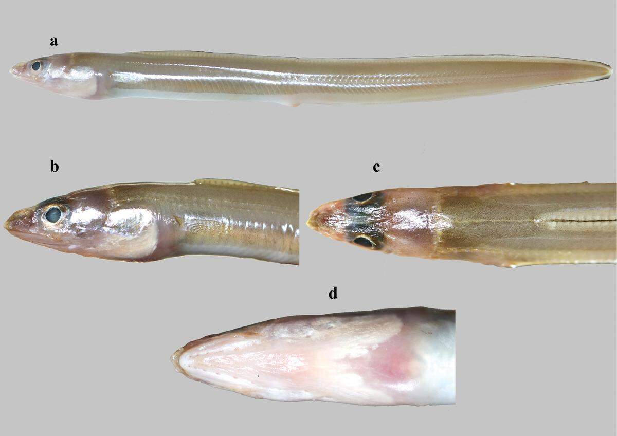 The new species is likely widespread throughout the Indian Ocean, but scientists said it is rare to catch.