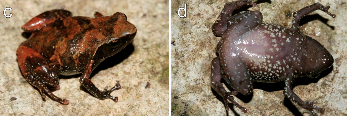 The frogs have reddish-brown bodies with bluish dots on its sides.