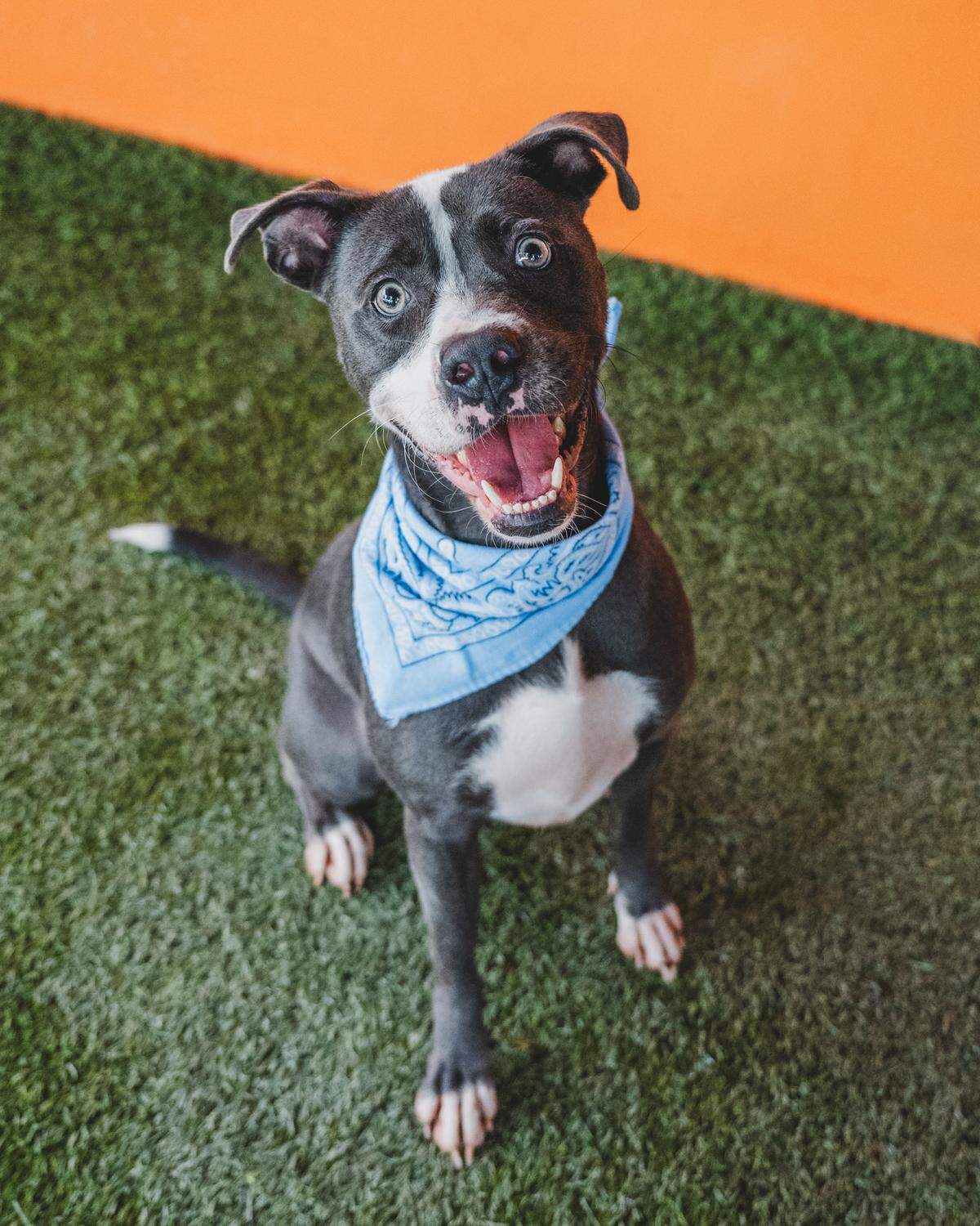 Carson #A2460762is a 2-year-old heartbreaker who has been waiting for a loving family since April. This sweet and loving pup has participated in playgroups and social a superstar. He is friendly and playful with his Doggie friend. But his favorite thing is getting hugs and kisses from his humans. If you’re looking for an affectionate and charismatic boy, Carson is the perfect lover boy for you.