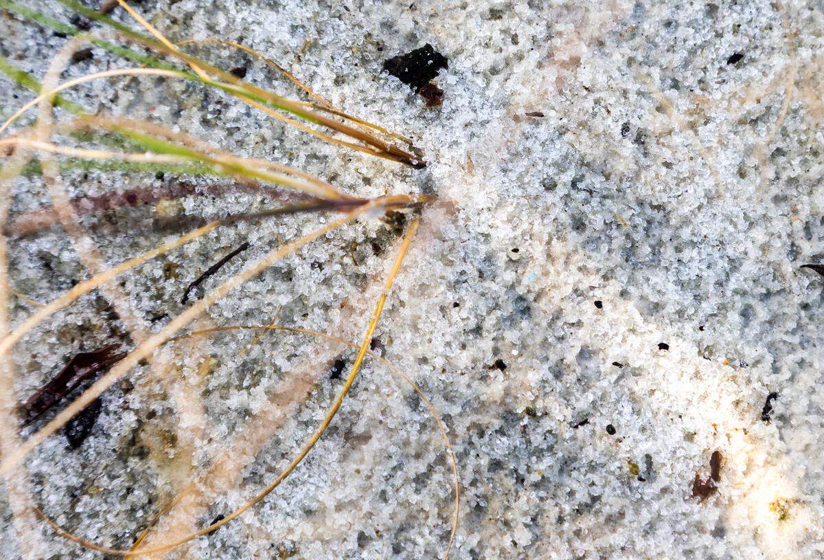 A sea oat growing out of recycled glass bottles crushed into sand.