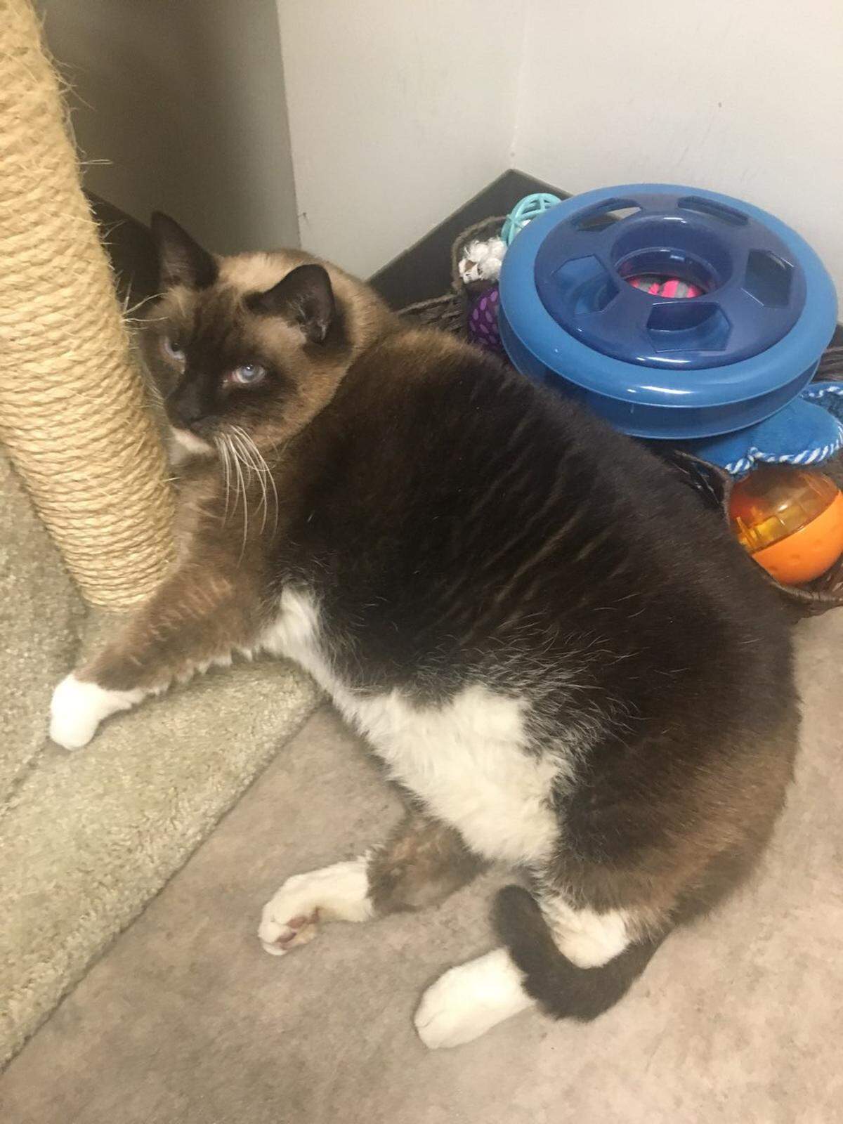 Amy, an obese Siamese cat surrendered at Miami-Dade Animal Services and adopted by cat rescuer Ana Rhodes, takes a break after a short fitness walk.