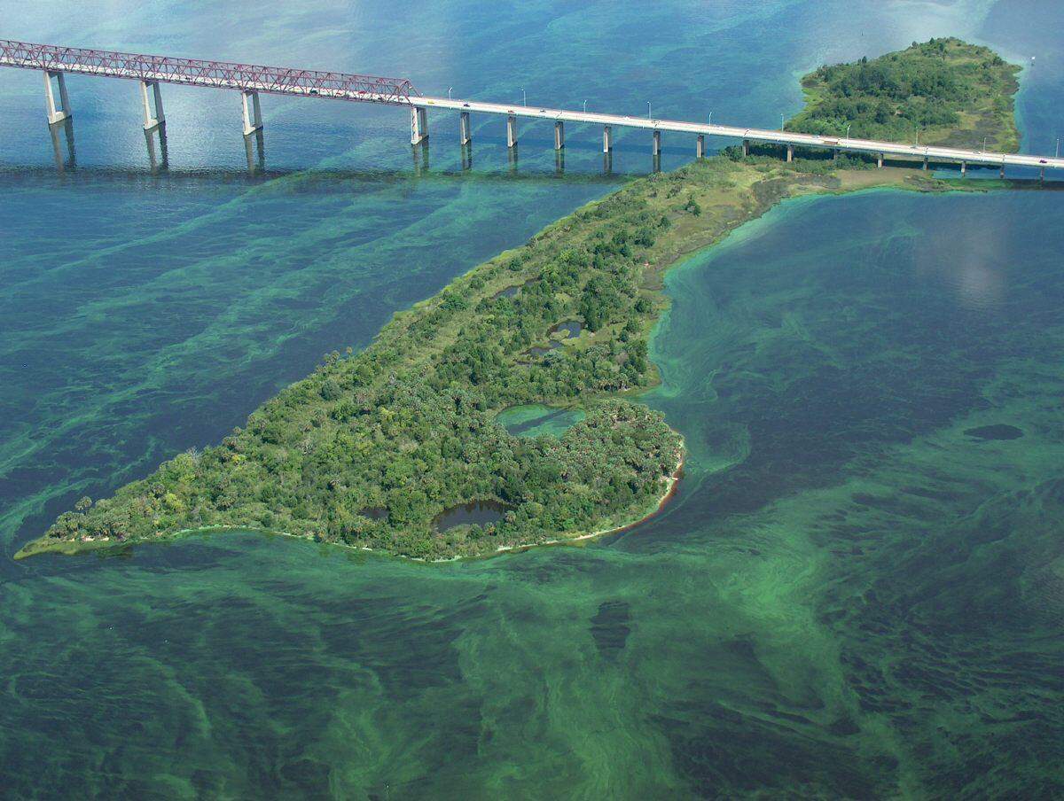 A 2005 algae bloom surrounds Exchange Island in Jacksonville.