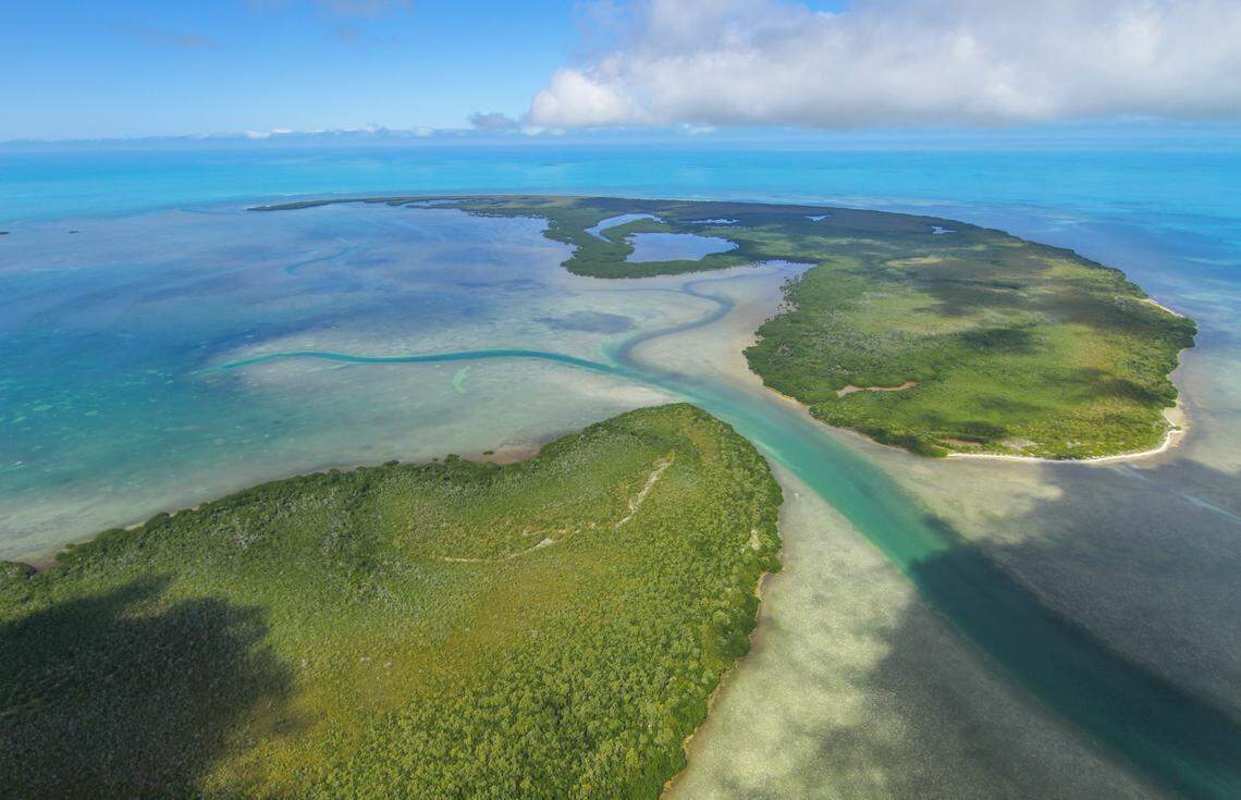 The only wild Miami blue butterflies can now be found in two places: on remote islands in the Key West National Wildlife Refuge and in the Great White Heron National Wildlife Refuge. Photo by Geena Hill, University of Florida McGuire Center for Lepidoptera and Biodiversity