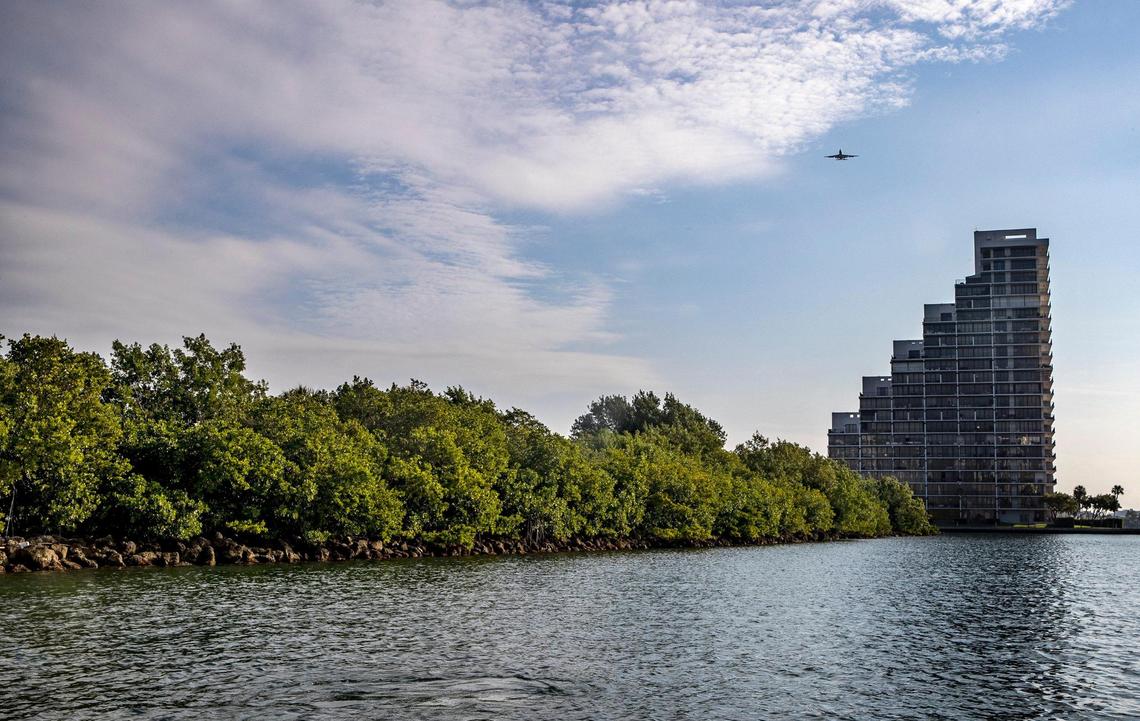 A mangrove restoration along the Venetian Causeway shoreline is part of the county’s former living shorelines projects on Biscayne Bay.