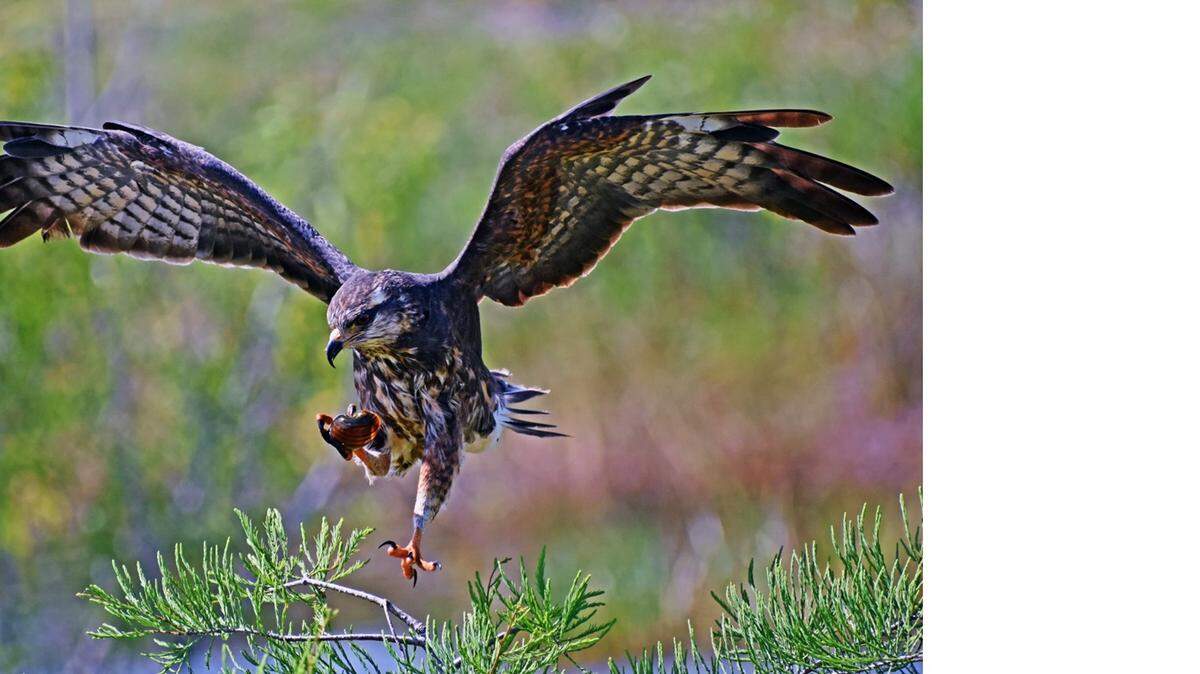 
An endangered Everglades snail kite hunts for snails in 2019.