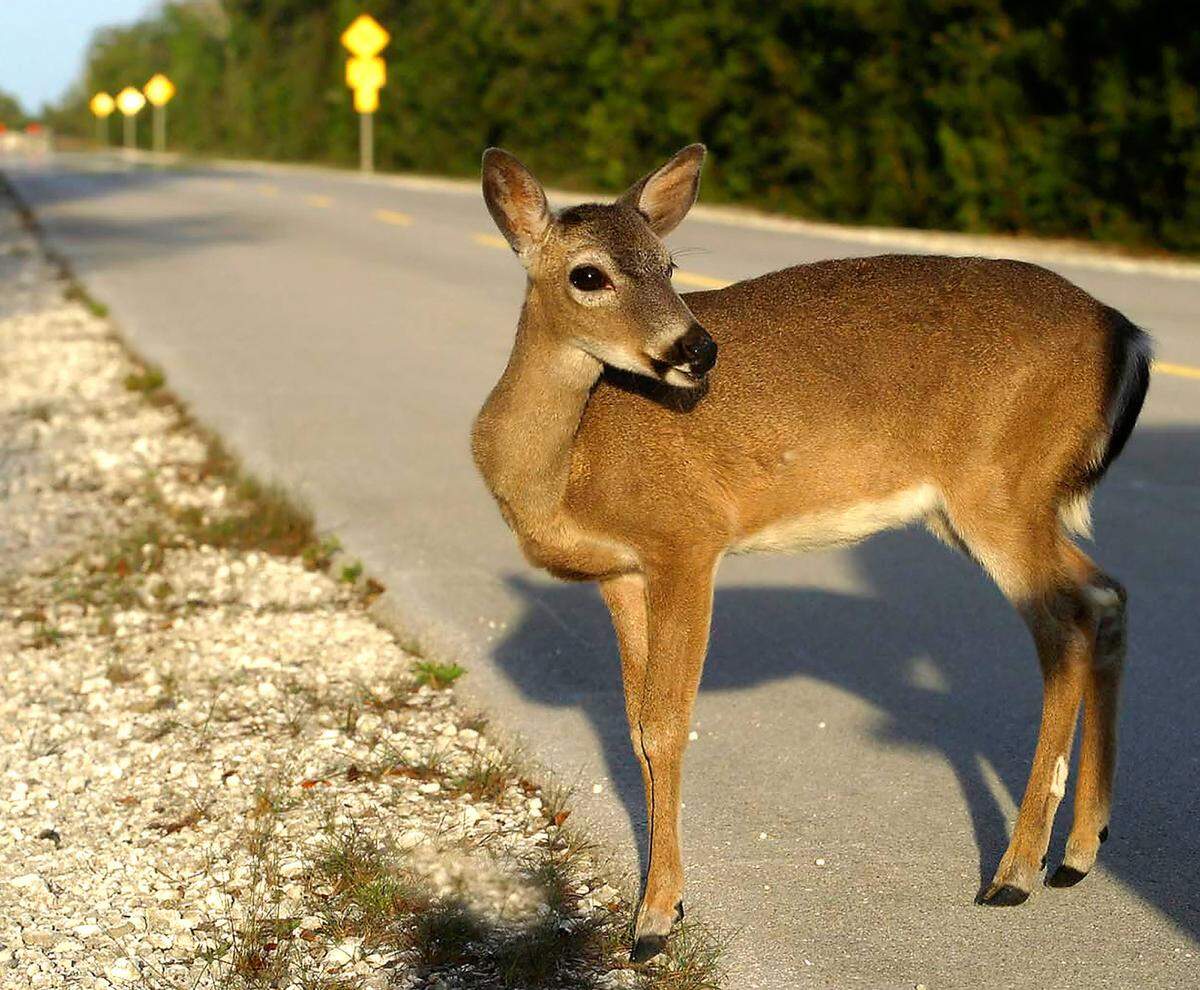 A Key deer is captured on the Overseas Highway on Big Pine Key.
