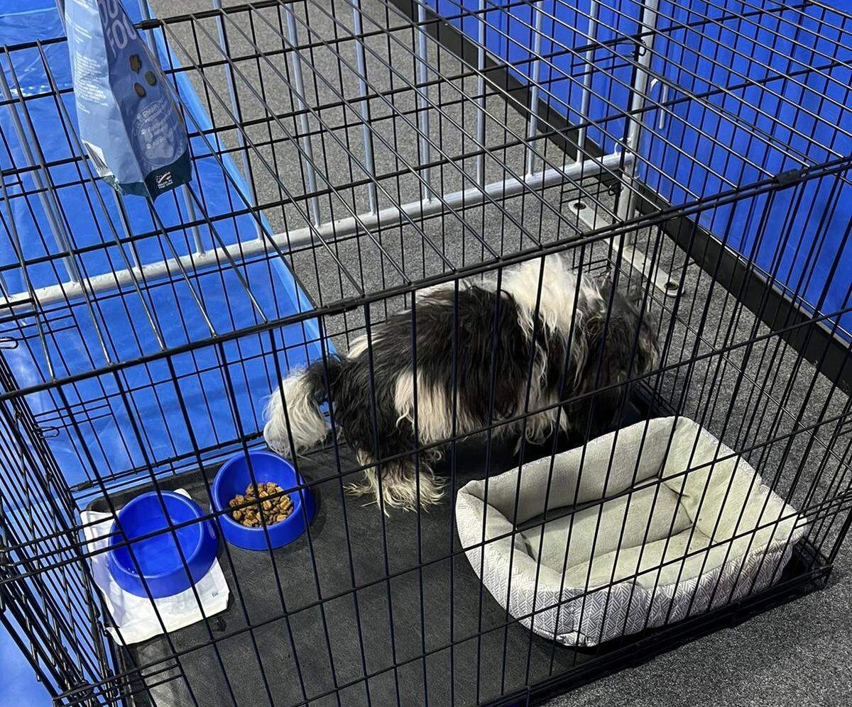 Nidia Lau’s 18-year-old shih tzu Banti eats in a kennel at the shelter.