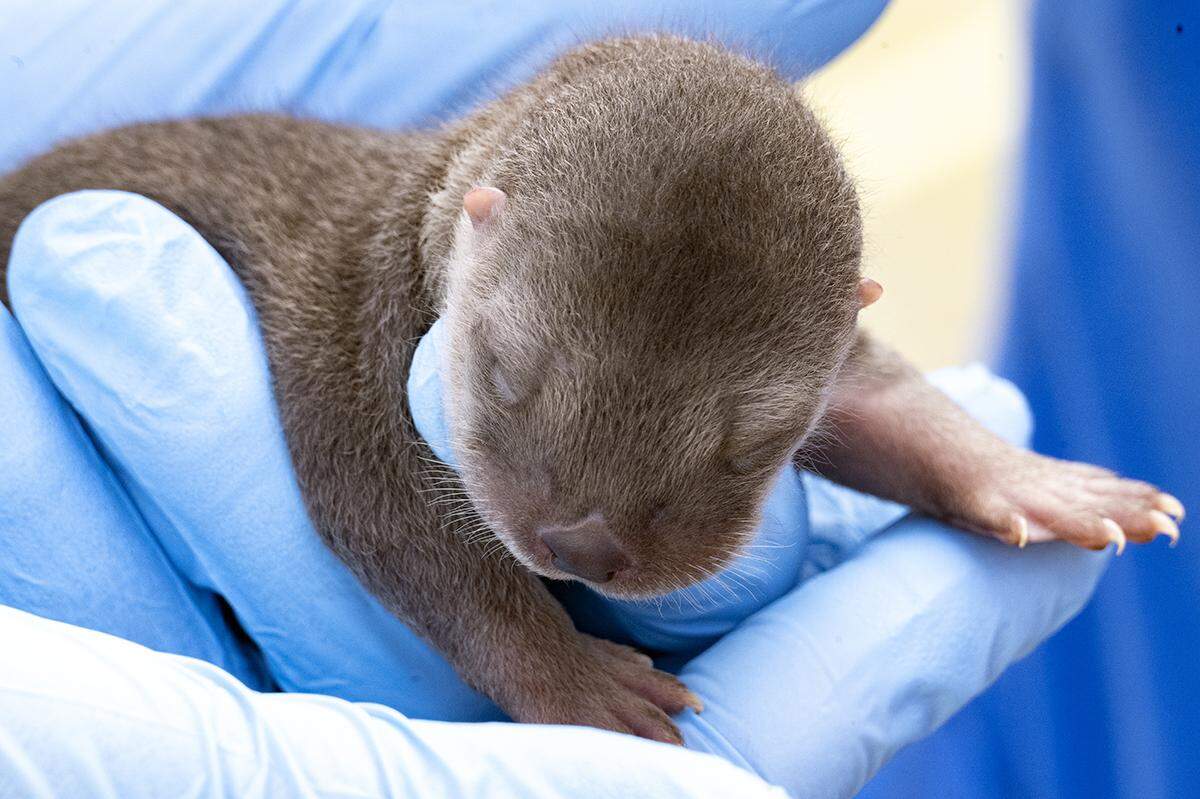 Being born is a tiring thing. This newborn male river otter has his exam at Zoo Miami on Feb. 8, 2023. The river otter was one of three born to Zinnia, a 5-year-old North American river otter at the South Miami-Dade attraction.