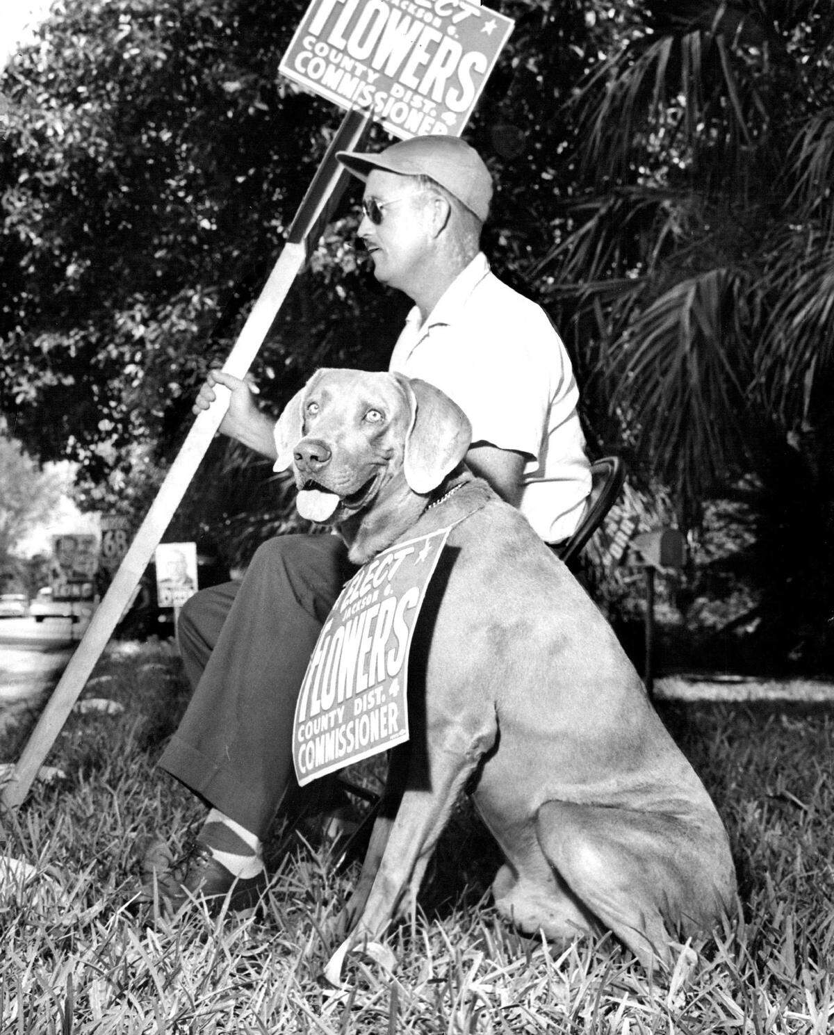 Chris, a Weimaraner, sits beside his master, George Reaburn, with a campaign sign strung around his neck near a South Miami polling place in 1958.