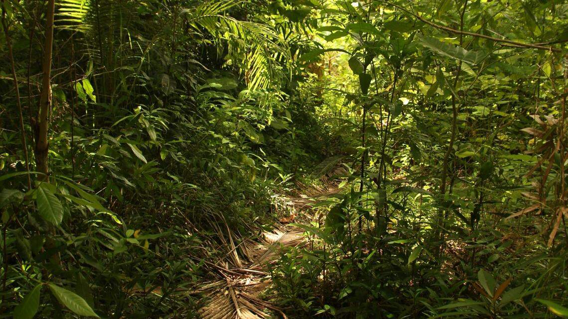 In the forests of Thailand, a rare bear made an appearance on a trail camera in a national park.