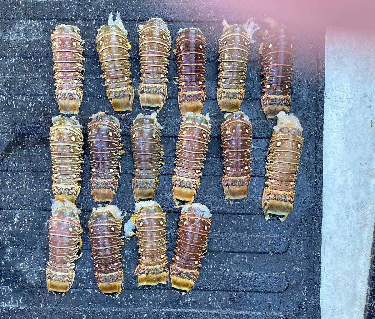 A Florida Keys man was jailed Oct. 13, 2020, after police said they caught him with 16 wrung lobster tails inside his rain slicker.