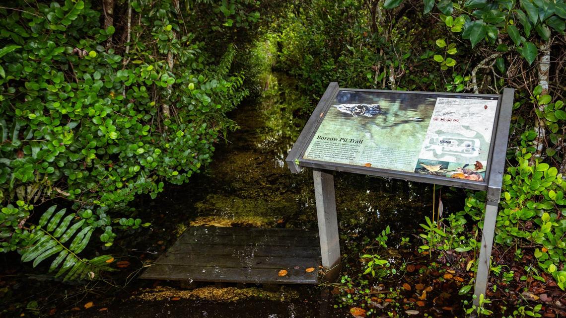 Shark Valley’s Borrow Pit Trail near the observation tower is flooded almost all year round.