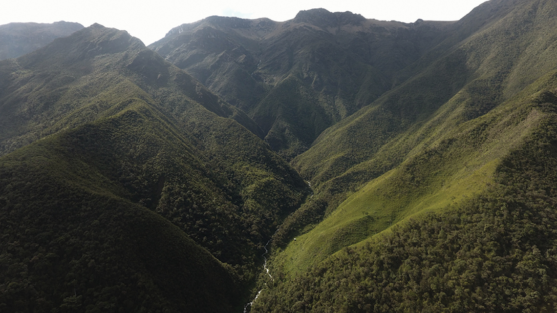 In the Ecuadorean Andes, a small amphibian evaded researchers for more than a century.