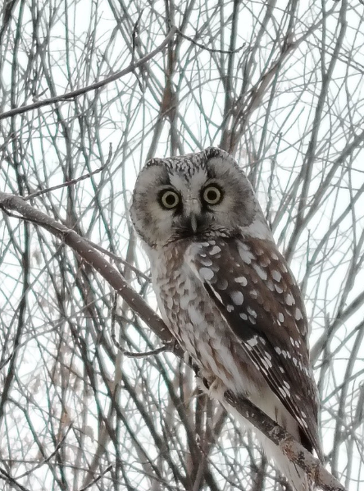 A boreal owl was spotted inside an abandoned house and in a forest.