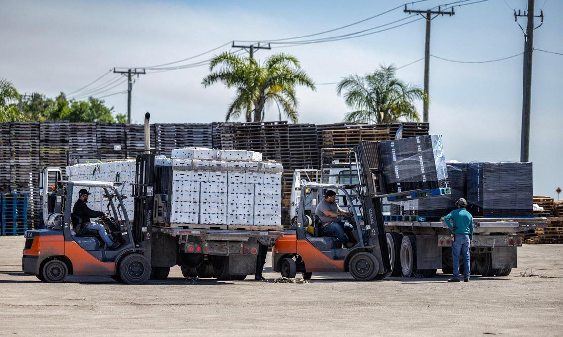 Employees at Scotlynn Sweet-Pac Growers move crates of recently harvested corn in Belle Glade, Florida, on Friday, May 16, 2025.