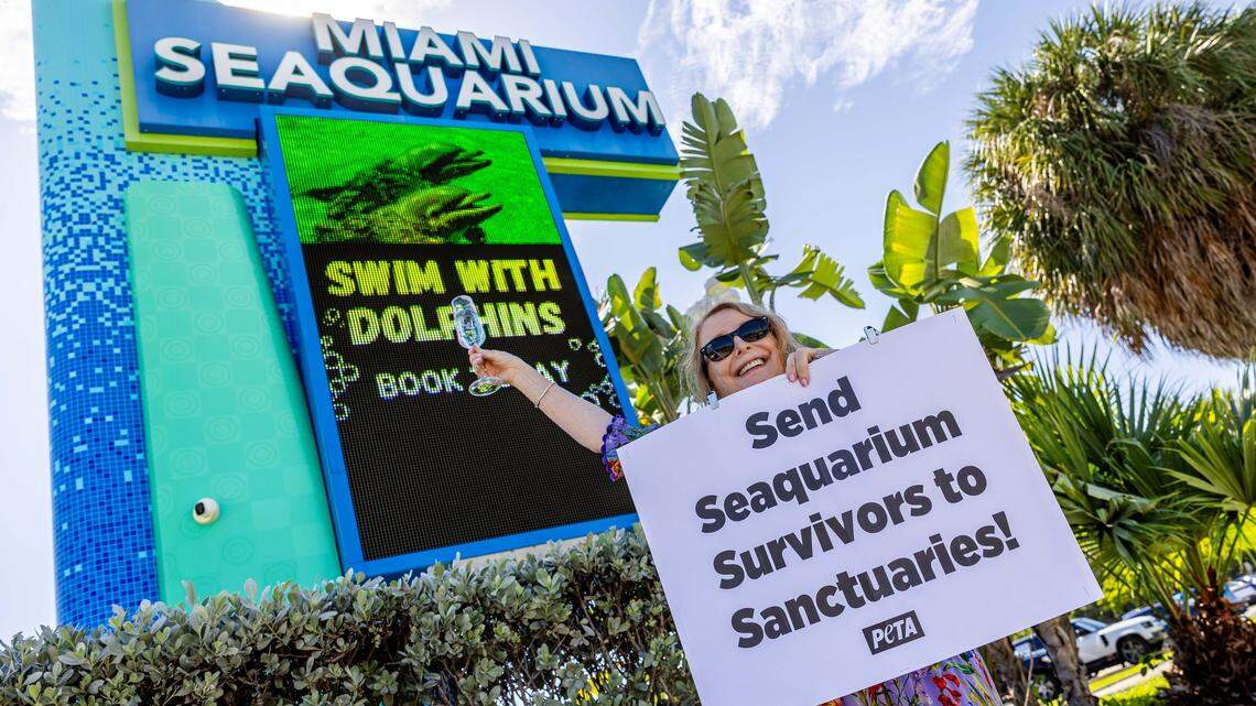 Animal rights activist Susan Hargreaves 66, celebrates the closure of Miami Seaquarium while holding a sign that reads “SEND SEAQUARIUM SURVIVORS TO SANCTUARIES!” on Sunday, October 12, 2025, in Key Biscayne, Fla.