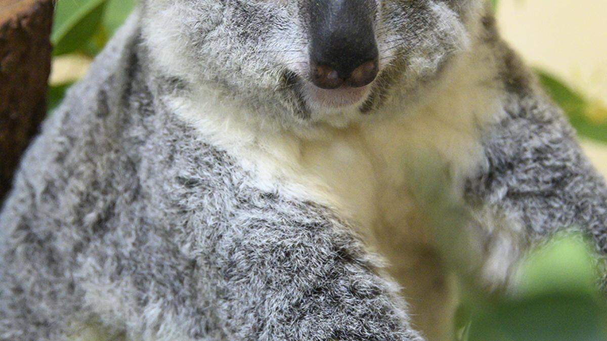 Rinny, Zoo Miami’s female koala, died Sunday, Nov. 3, 2024.