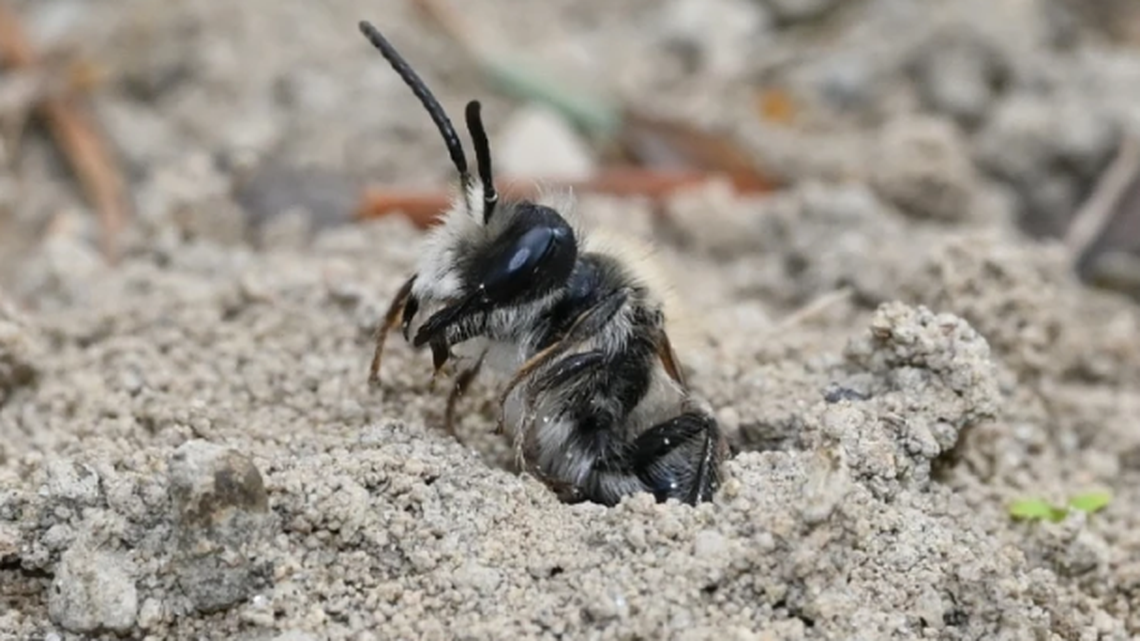 ground nesting bees east lawn cemetery