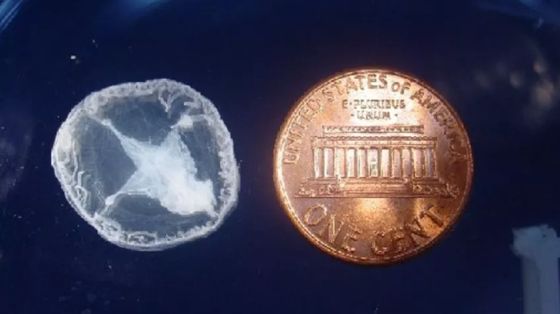 Little is known about freshwater jellyfish, according to experts.