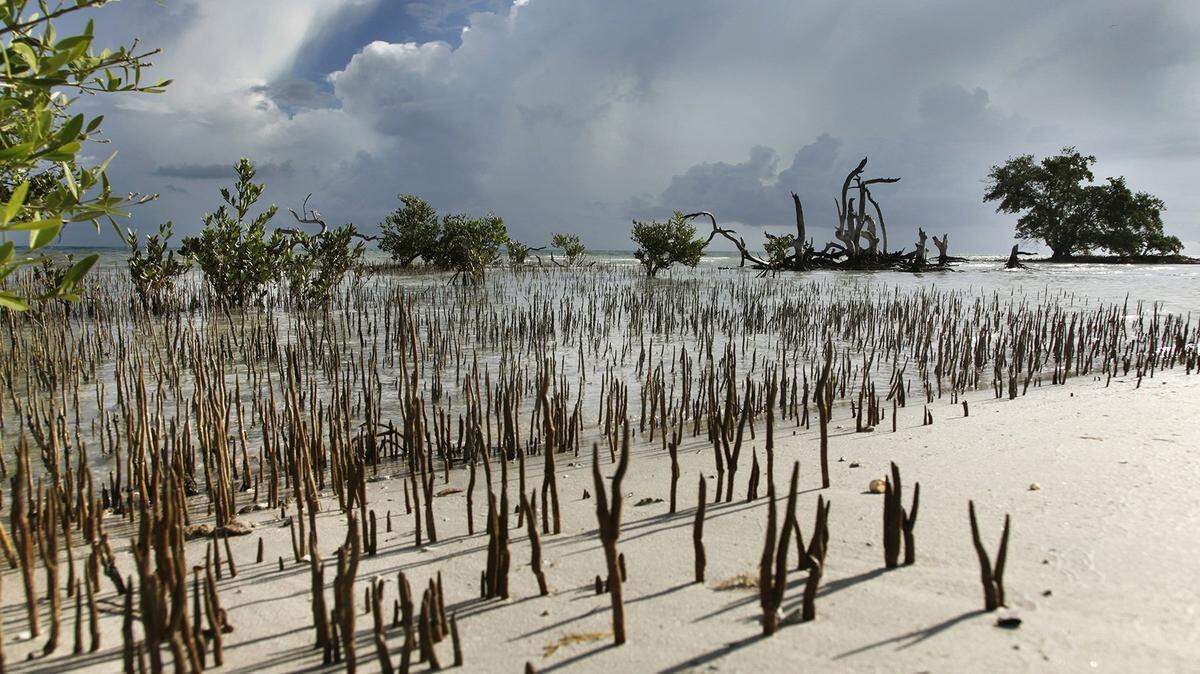 NASA scientists have started using satellite data and 3D imaging to map dwindling mangrove forests in South Florida and track how they recover from hurricanes as threats from climate change and urban development increase.  Photo by Valerie Preziosi.