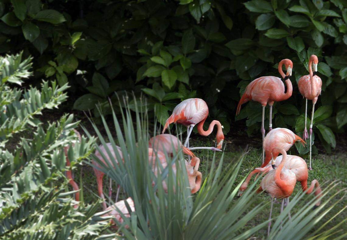 Flamingos stand out like bright gems against lush greenery at Jungle Island on Friday, June 15, 2012.