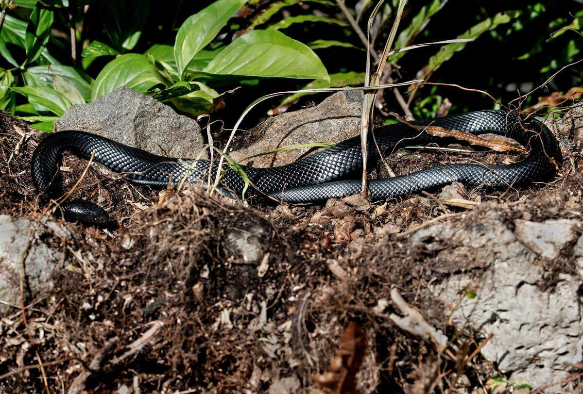 Red-bellied black snakes are relatively common across eastern Australia.