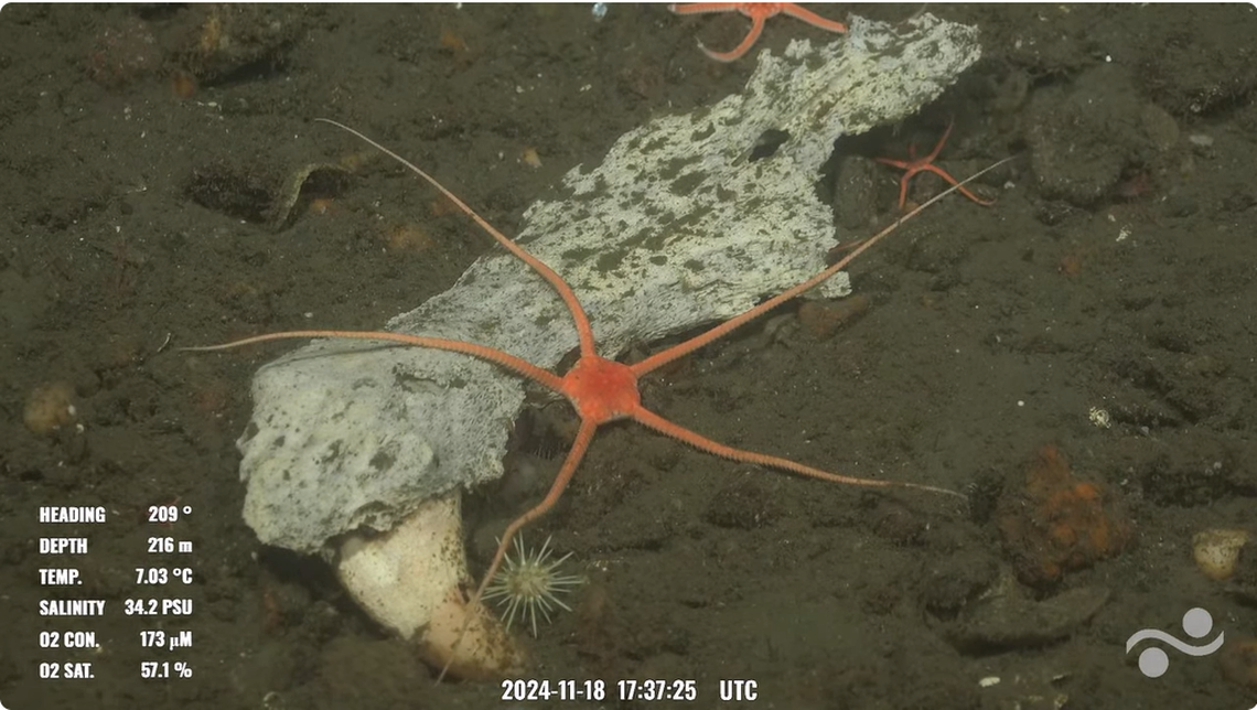 This piece of a jaw still had one tooth in it. The bones and teeth were not from a shark or whale, experts said.