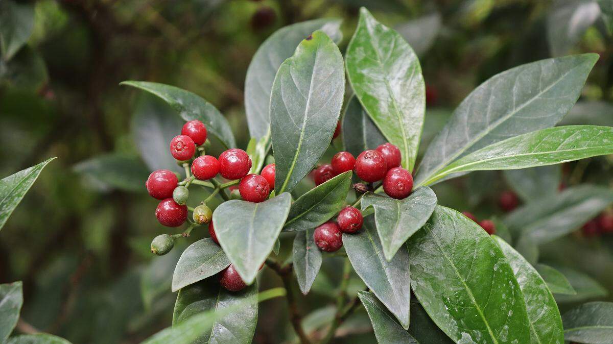 Both Bahama wild coffee and wild coffee are great shade hedge options.