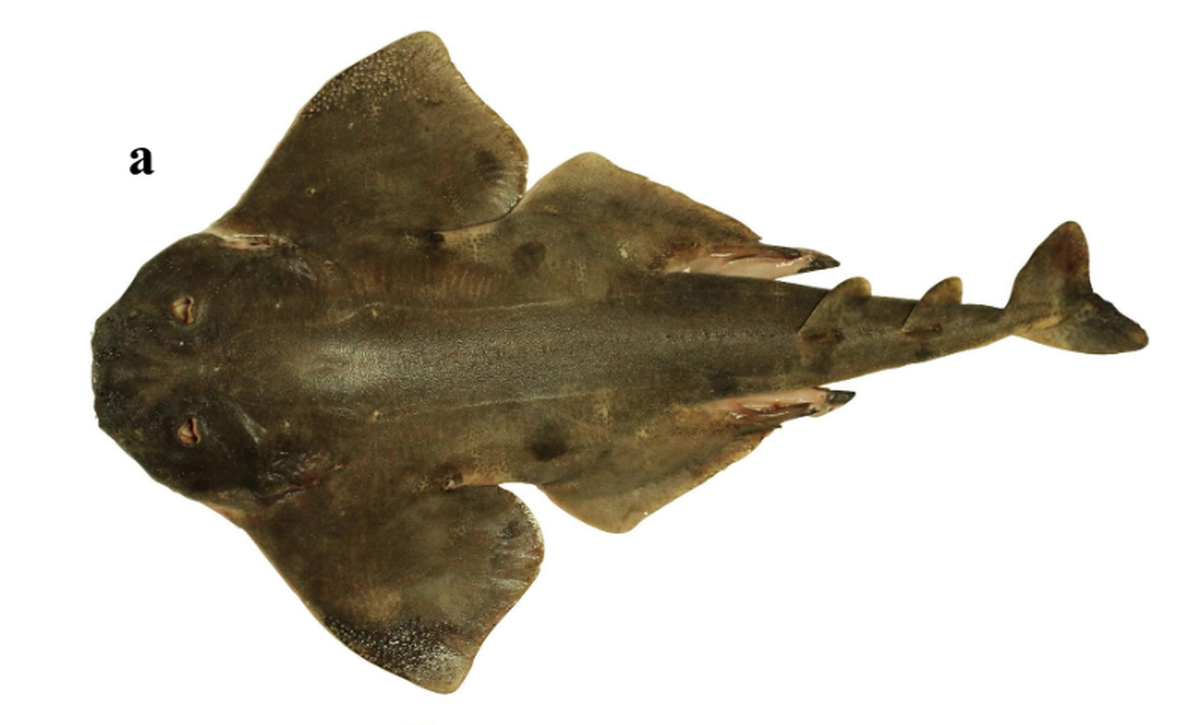 Angel sharks are bottom-dwellers that ambush their prey as they swim overhead.