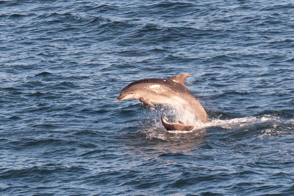 A dolphin is seen breaching beside a smaller porpoise.
