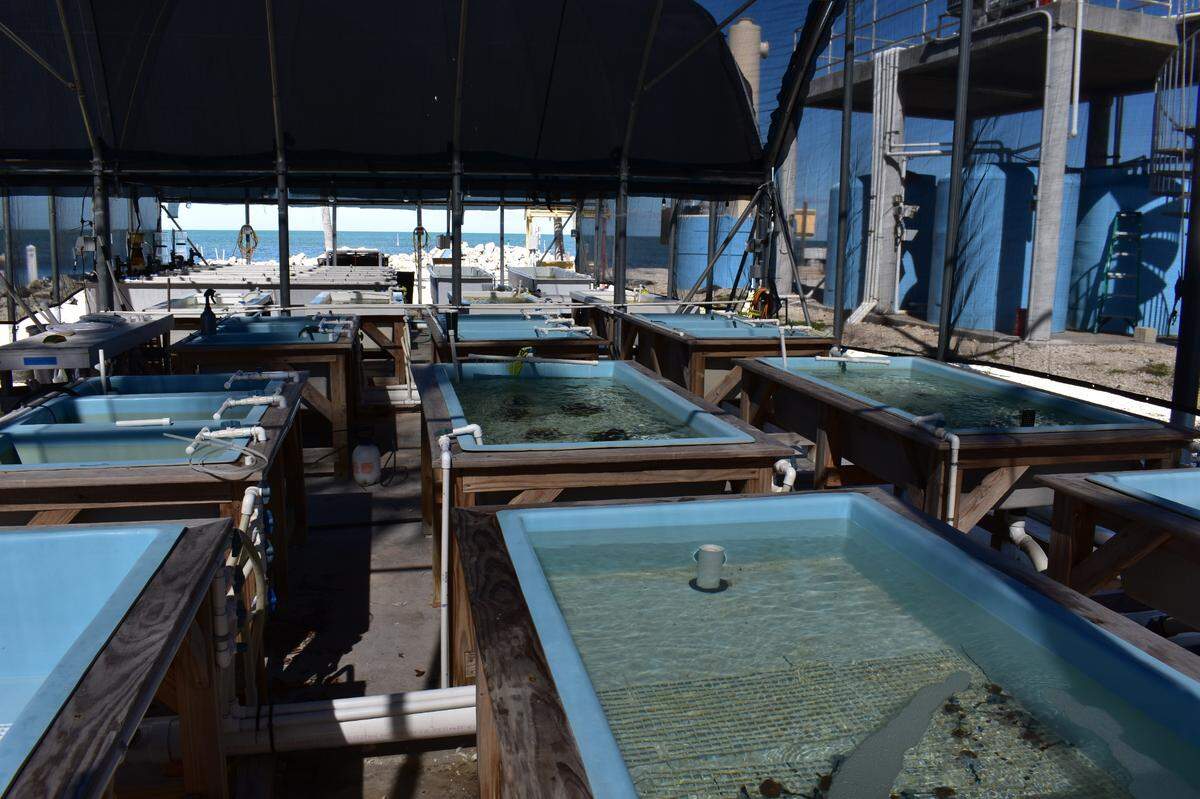 Bleached and paled fragments of Elkhorn and Staghorn corals are parceled out into a seawater aquarium at Keys Marine Laboratory, where scientists are frantically rushing to store corals imperiled by the record-breaking heat.