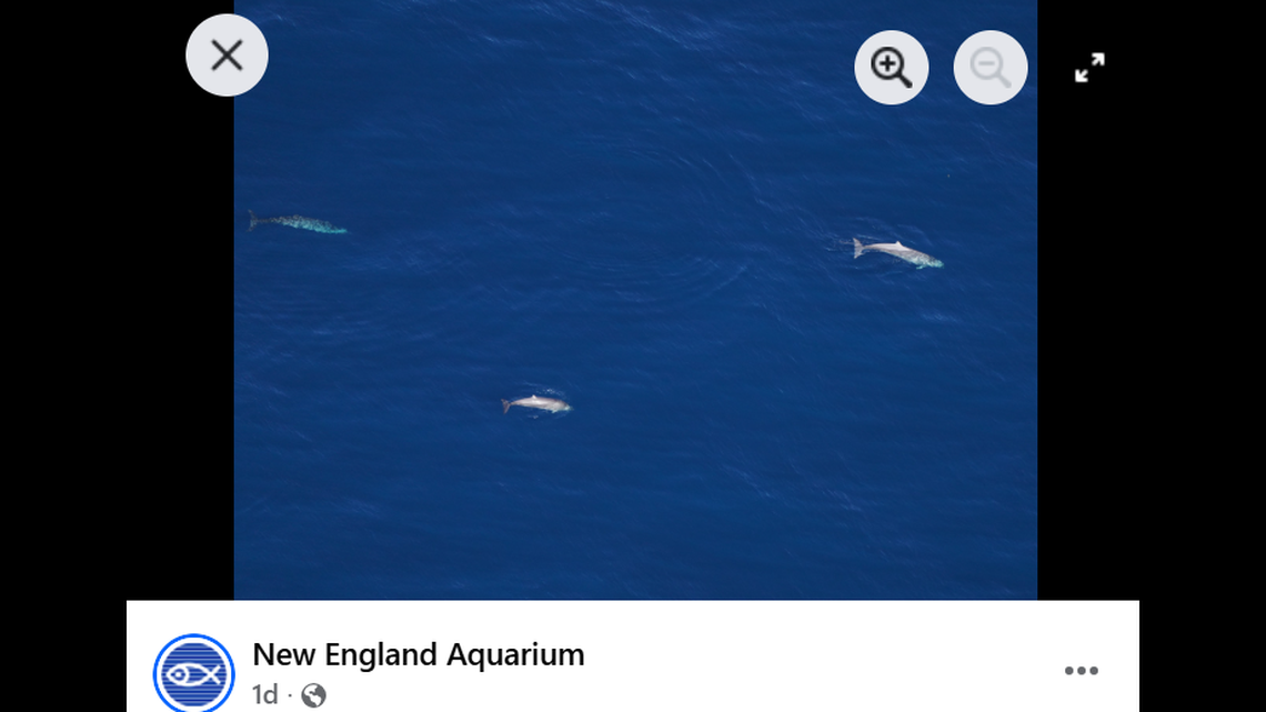 Three marine creatures were seen from the sky off the coast of New England in October, according to the New England Aquarium.