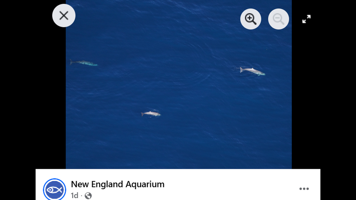 Three marine creatures were seen from the sky off the coast of New England in October, according to the New England Aquarium.