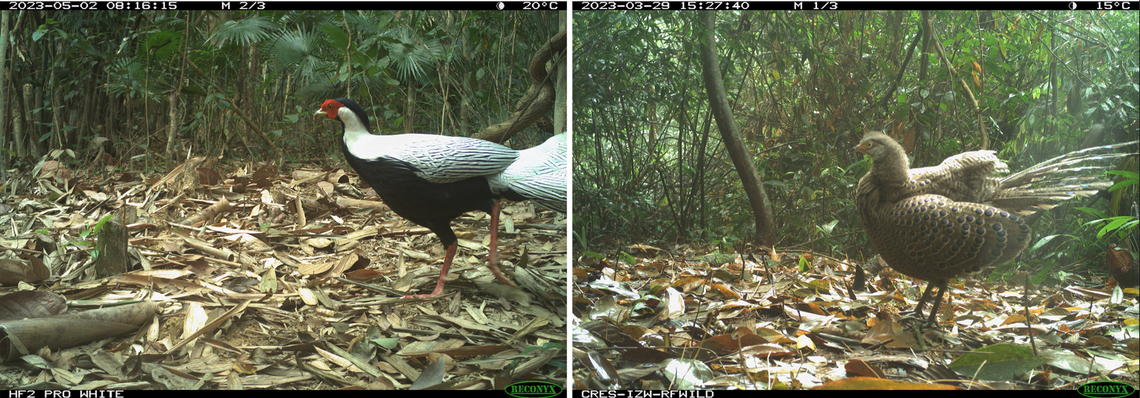 Many birds, including the silver pheasant (left) and the gray peacock-pheasant (right), were captured during the study.