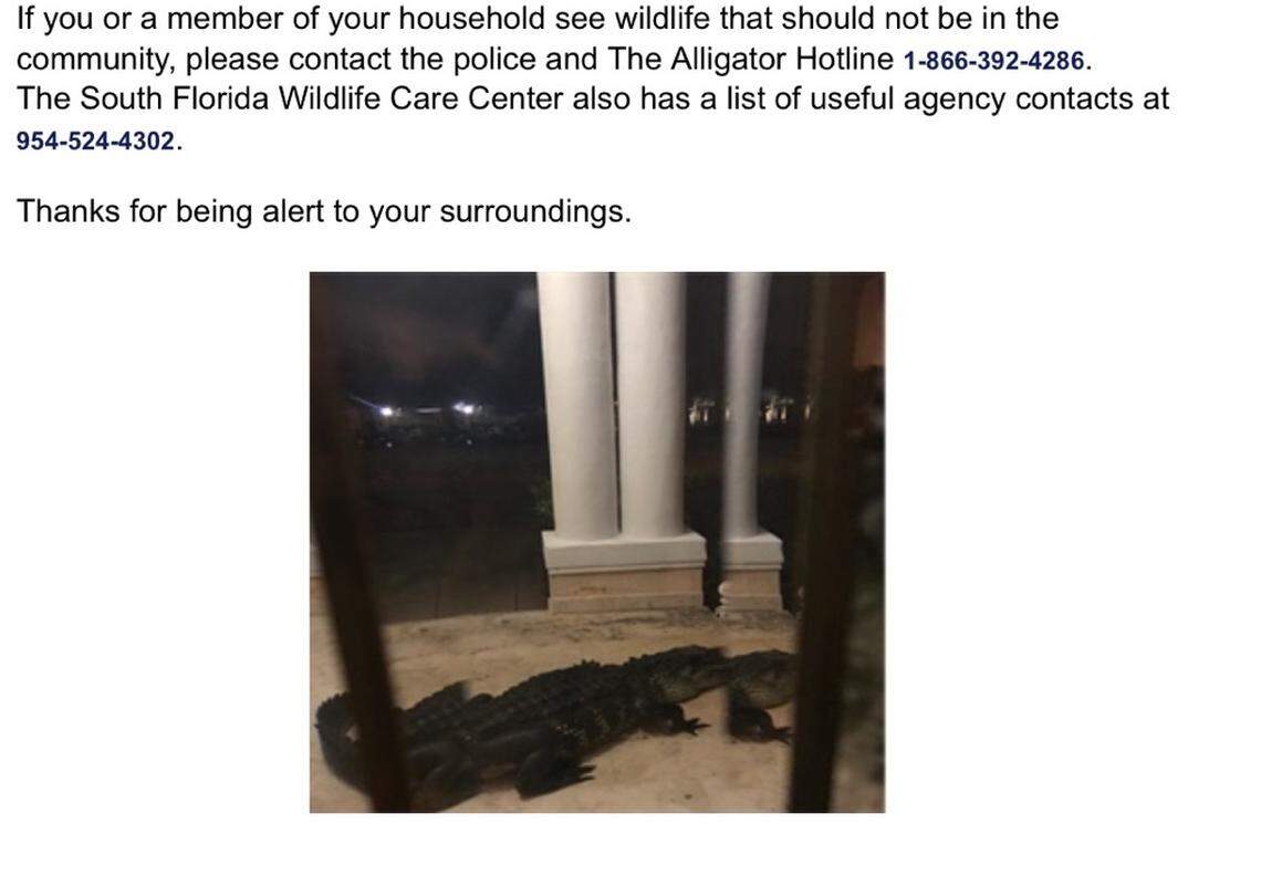A notice emailed to residents of the gated community where Shizuka Matsuki lived warns of alligator-infested waterways surrounding the Plantation neighborhood. Two days before Matsuki was killed by an alligator about eight miles south of the neighborhood in a Davie park, one of her neighbors spotted a different gator (photographed above) on her porch.