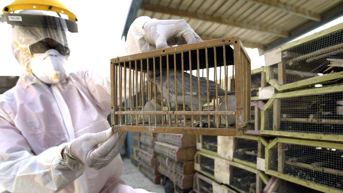 (FILES) Photo dated 15 October 2005 shows a Taiwanese coastguard clad in protective clothing examining a bird smuggled into the island from China in the central Taichung harbour. Eight pet birds smuggled into Taiwan from China tested positive for the deadly H5N1 bird flu virus but an outbreak was unlikely as all the birds they were seized with had been destroyed, health officials said 20 October 2005. AFP PHOTO/Ting Chih-kuan  TAIWAN OUT