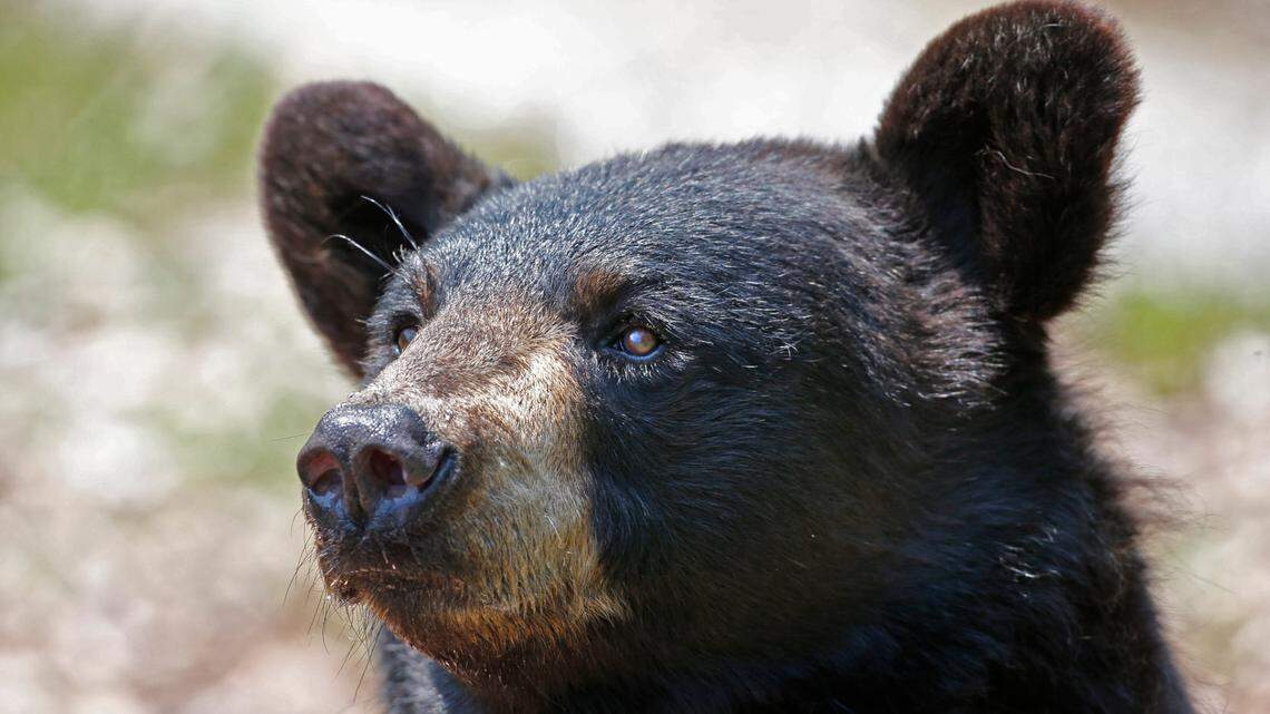 A black bear (not the one pictured) attacked and killed a dog at Jasper National Park in Alberta, Canada, officials said.