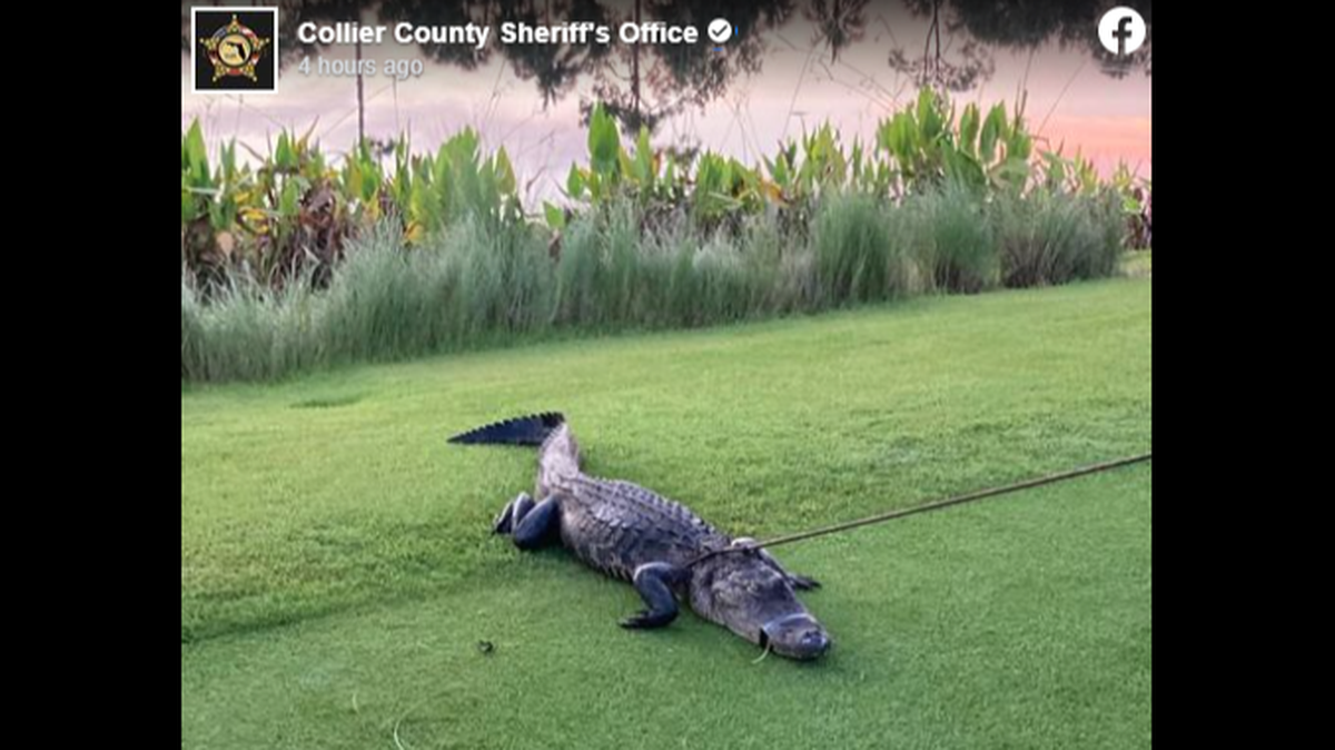 A gator bit a 79-year-old man in a Florida golf community, officials said.