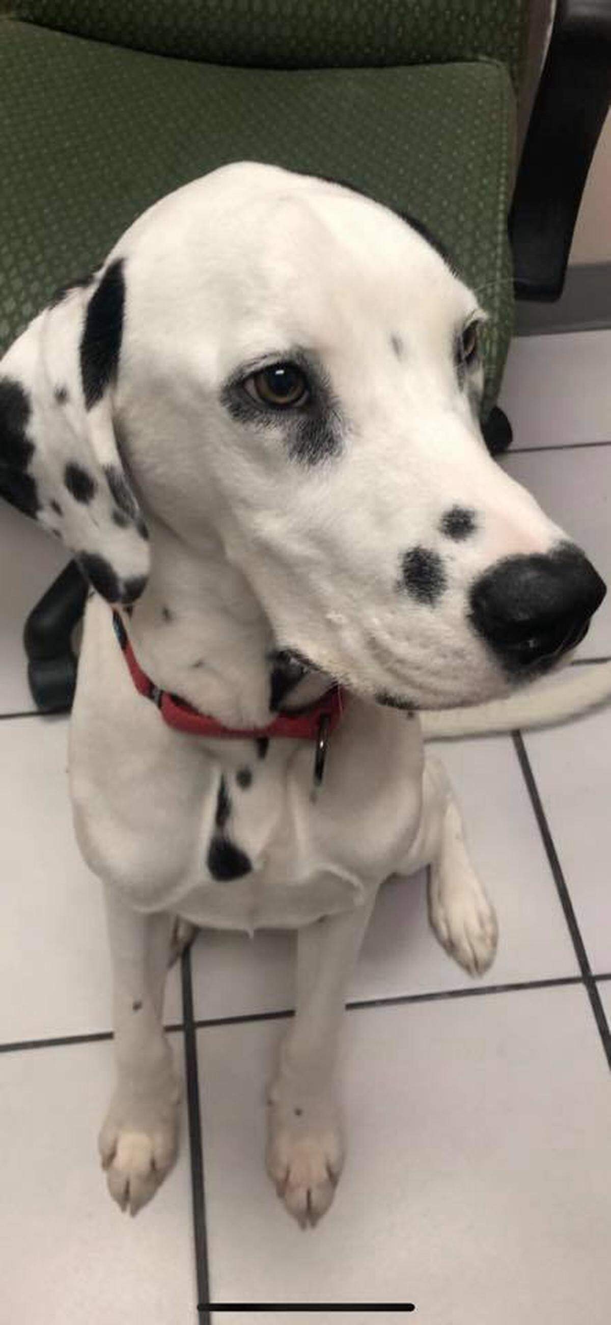Lucas was rescued from the Jacksonville area.