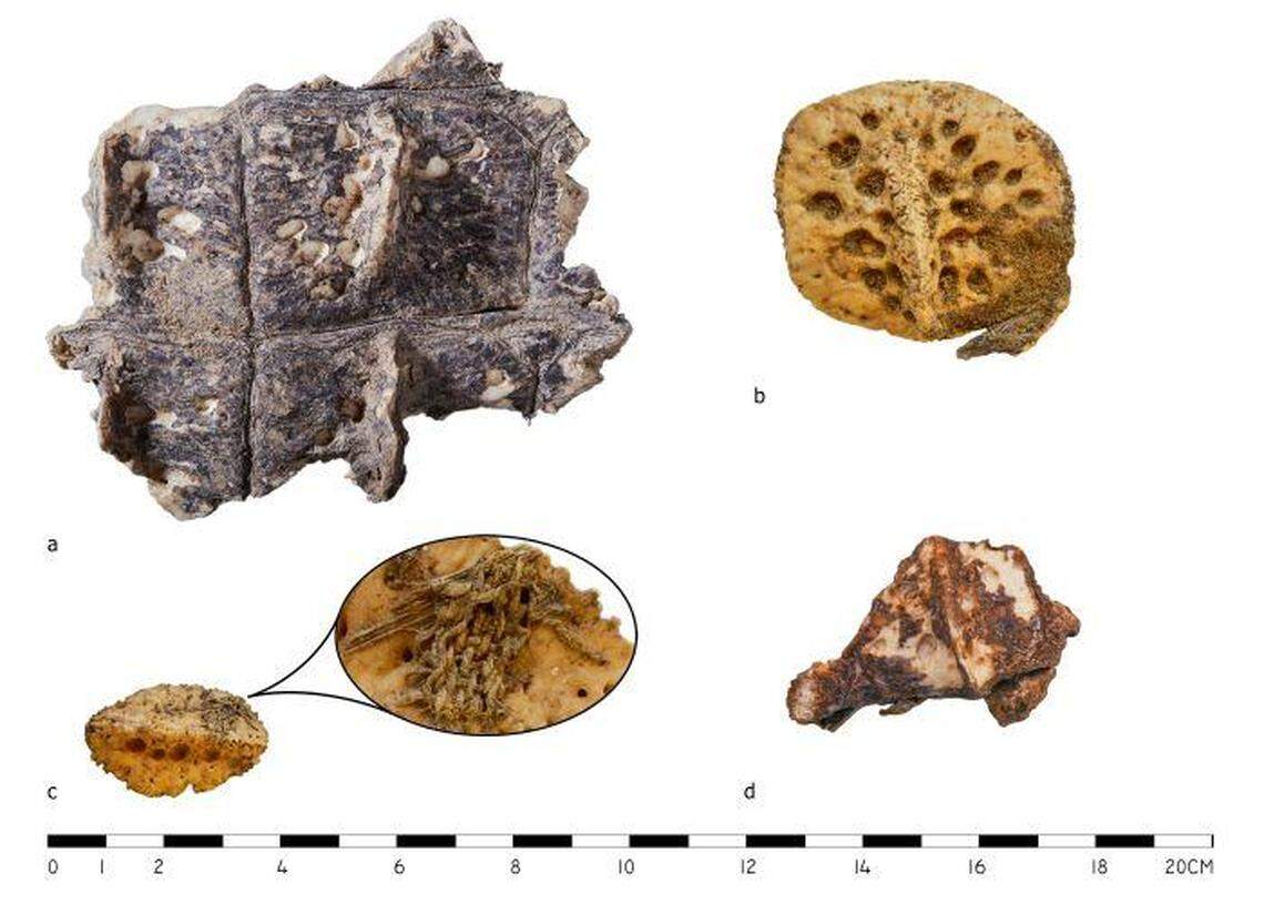 Remains of the crocodile skin and fabric.