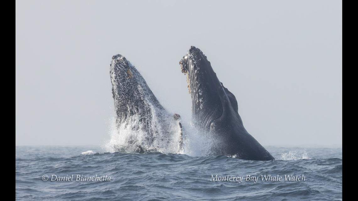 The mother and her calf exhibited “chronic breaching,” witnesses said.