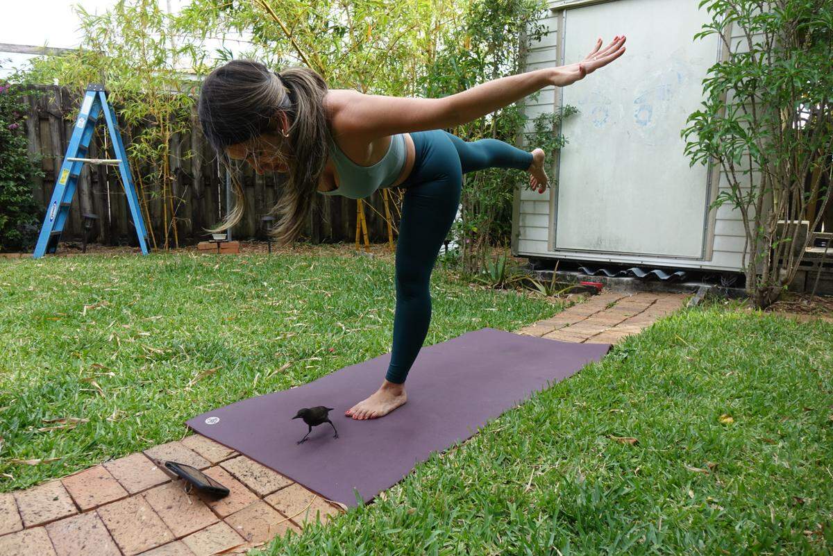 Mary Lezcano does yoga alongside Winston, a rescued grackle who was eventually transitioned to the wild.