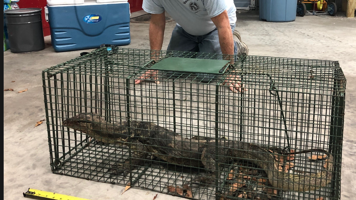 Five-foot lizard captured in Florida neighborhood after more than a year