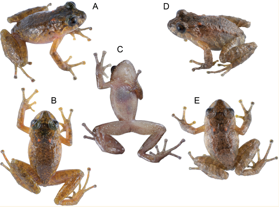 The robber frog is covered in warty bumps and is an olive color, researchers said.